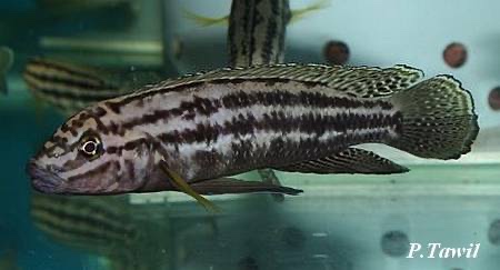 Julidochromis cf. regani 'Kagongo'